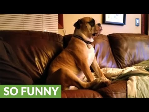 owner-engages-in-hilarious-argument-with-his-dog