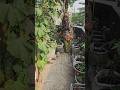 বেগুন হারভেস্ট #ছাদবাগান #greenrooftop