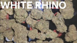 I PAID 35 CASH FOR A OUNCE OF WHITE RHINO AT THCASMALLBUDS