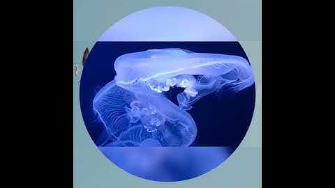 ما تيسر من سورة البقرة (وإذ ابتلى إبراهيم ربه بكلمات فأتمهن)