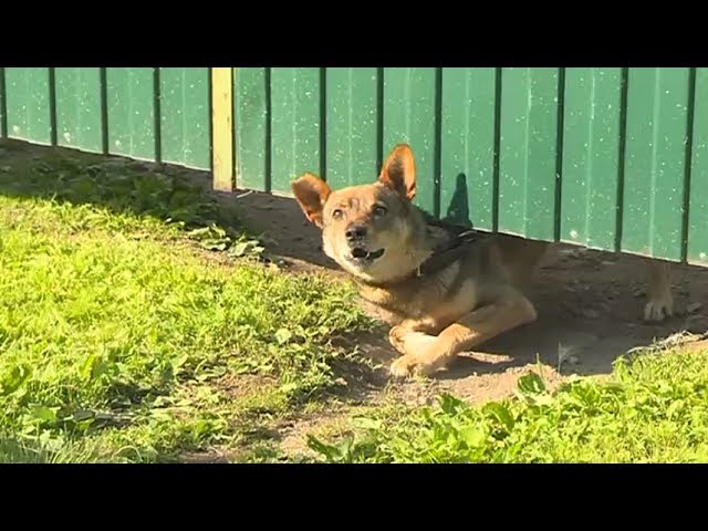 Ветеринары проверяют на бруцеллёз животных Раковки