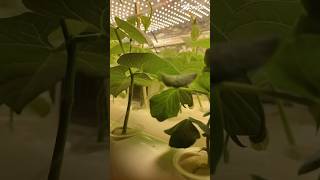 This One Test Could Save Your Hydroponic Setup👀😱