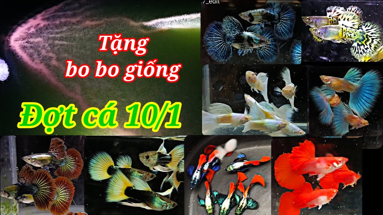 Guppy cá 7 màu #165: Tiếp tục thanh lý dọn hồ một số combo gia tốt, tặng bo bo giống