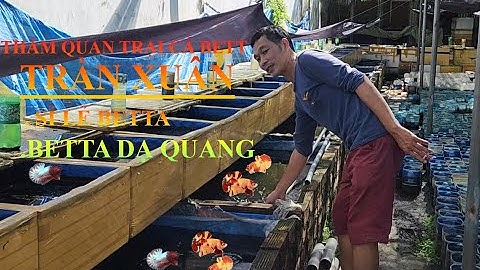 ▶C4 BETTA◀ Review Trại Cá Betta Trần Xuân Chuyên Sỉ Lẻ Betta Số Lượng Lớn Cần Thơ
