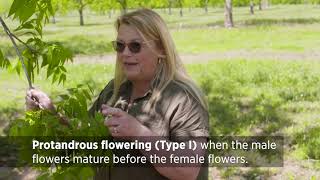 Identifying Pecan Tree Flowers