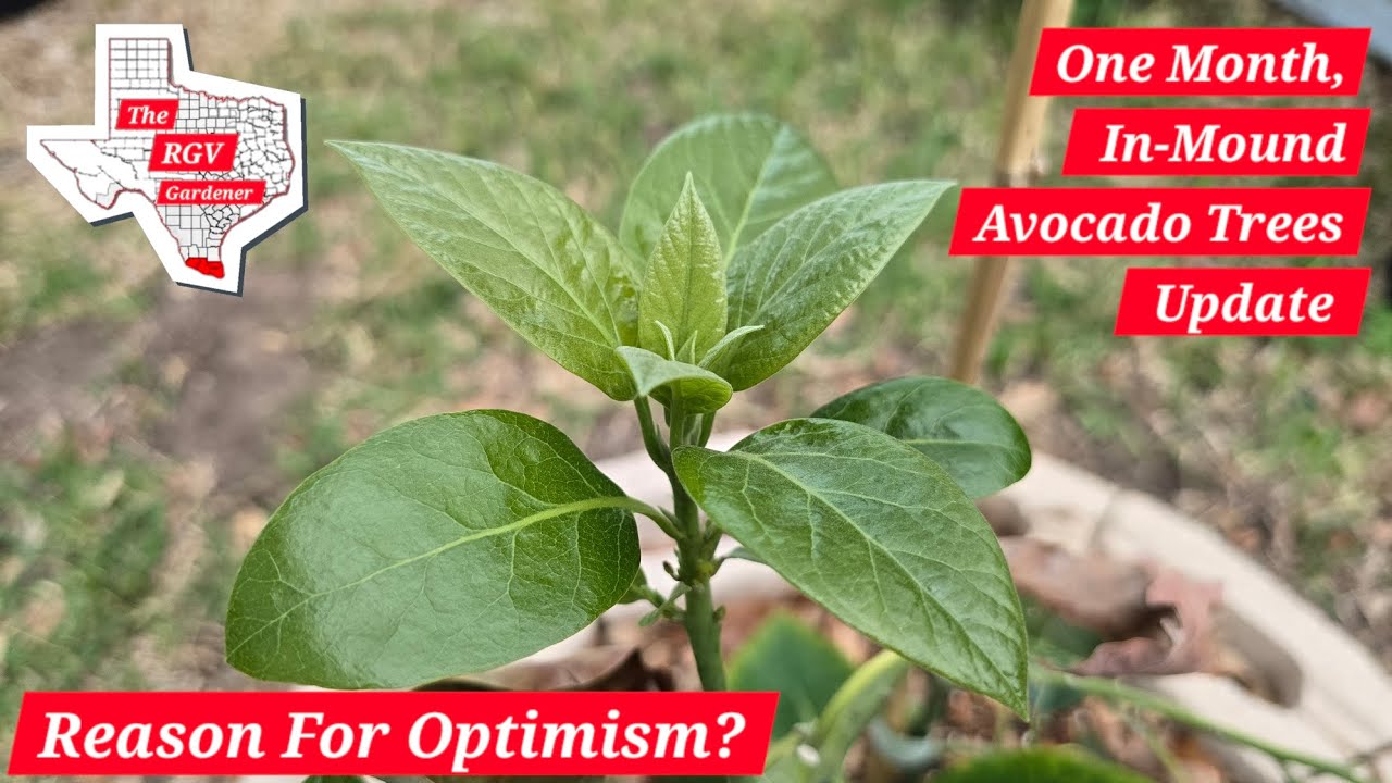 Обновление информации о состоянии авокадовых деревьев, посаженных в насыпь, спустя месяц 🥑🥑🥑 || С...