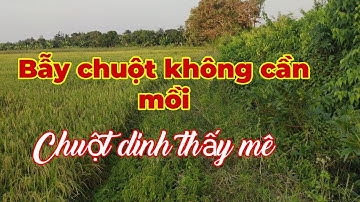 Bẫy chuột đồng không cần mồi... trúng mánh dính liền cái luôn mọi người... Tèo ngố TV.