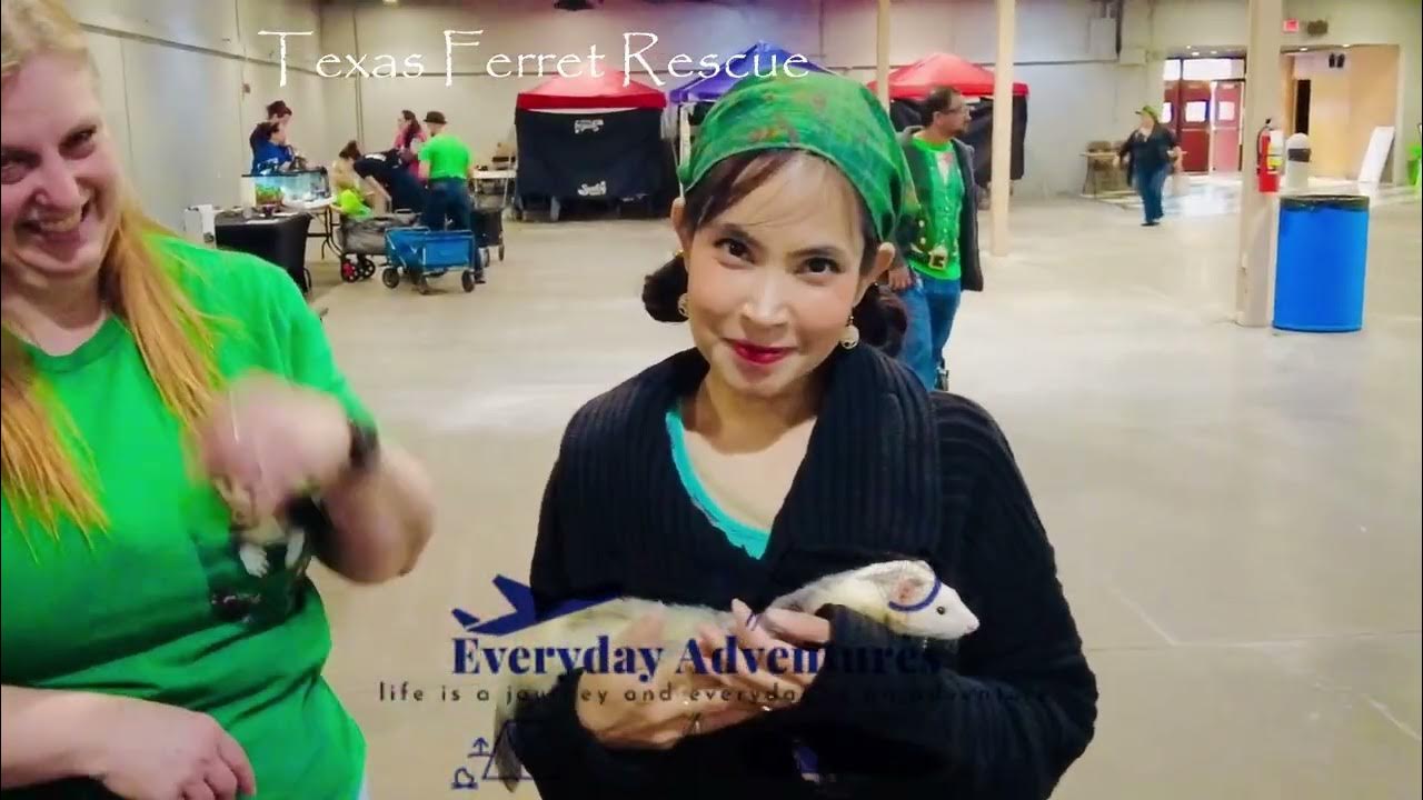 Ferret Rescue Texas Ferret loves rescue Animal Rescue 
