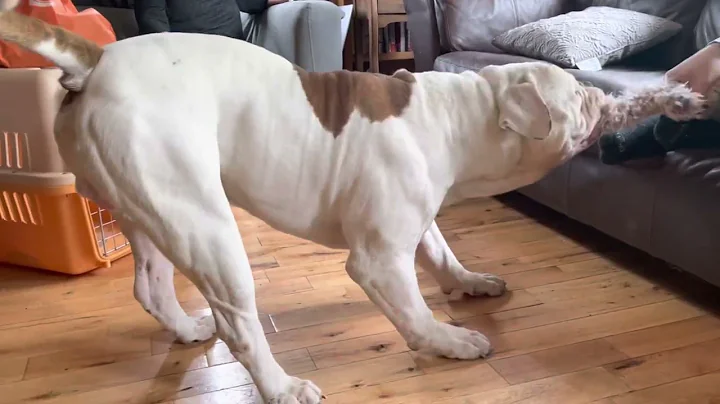 American Bulldog Playing Tug, Logic the American Bulldog