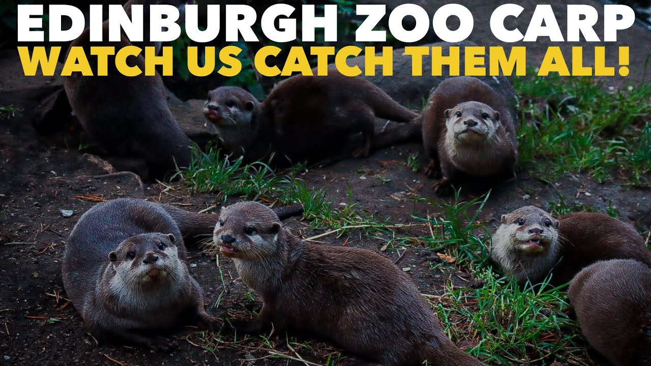 EDINBURGH ZOO - The day that we caught every single CARP