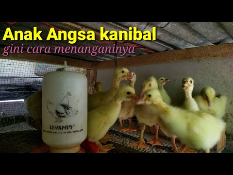 Video: Cara Membakar Angsa Dalam Epal