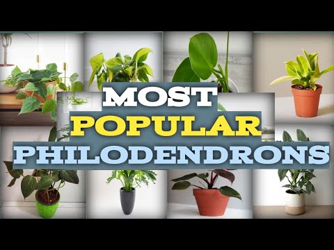 Video: Mga Uri At Pagkakaiba-iba Ng Philodendron (29 Na Mga Larawan): Paglalarawan Ng Ivy At Hugis Gitara Na Philodendron, Hugis Puso At Iba Pang Mga Species