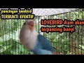 Suara gacoran labet ngekek❕❗jitu atasi lovebird mls bunyi