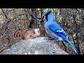 Chipmunk Genius Teaches Blue Jays Lefty-Loosey Righty-Tighty Lesson