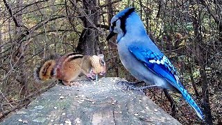 Chipmunk Genius Teaches Blue Jays Lefty-Loosey Righty-Tighty Lesson