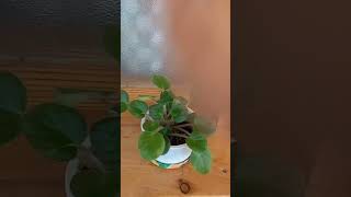 Sevirəmdə Bu Gülü Gözəllikdidə Ənövşə