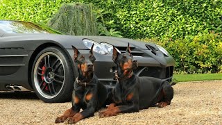 Doberman Pinscher - The Best Guard Dog