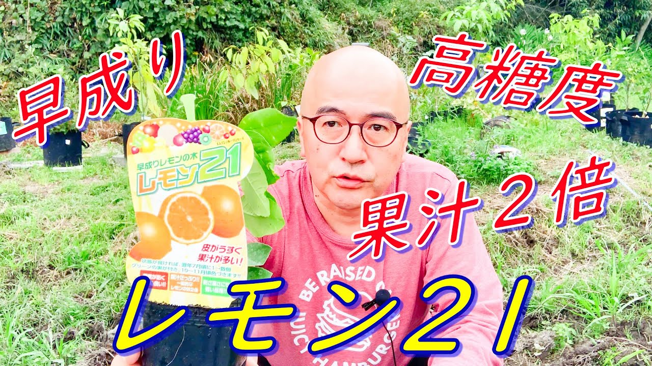 第43回「レモン21を不織布鉢に植える」の巻【ド素人果樹栽培】 - YouTube