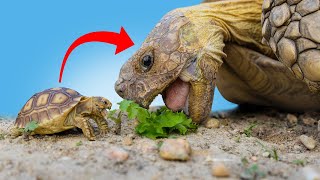 Best INDOOR Sulcata Tortoise Enclosure! (Everything you need to know + hatchling care and set up!)