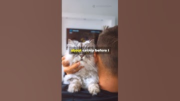 Catnip Craze: Why Cats Go Wild! #catlovers #cats #catnip