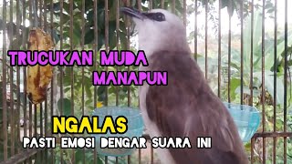 Download Lagu Suara Panggilan trucukan muda NGALAS❗Ampuh Memancing Trucuk Muda Agar Rajin Bunyi MP3