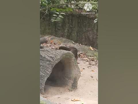 THE LOVING OTTERS - SINGAPORE ZOO #youtube #singapore #subscribe #video