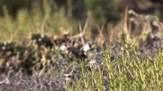 Documental de Sierra Colorada Historia de los Pueblos de la Linea Sur