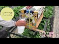 らくらく交配　ミツバチの開放