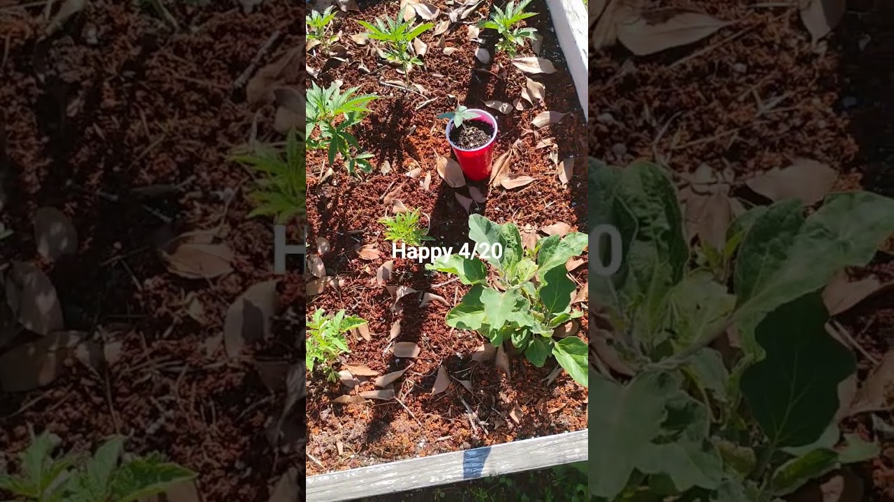 All is good in the garden 