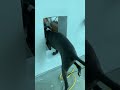 Italian greyhound puppy Shanti uses mouse hole as private entrance from room to room like a pro