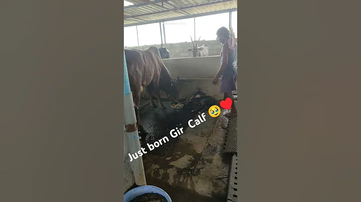 Mother's love  ❤️ Just born Ghir Calf #gircow #cow #cow #calf #mother #love #tamil #pets