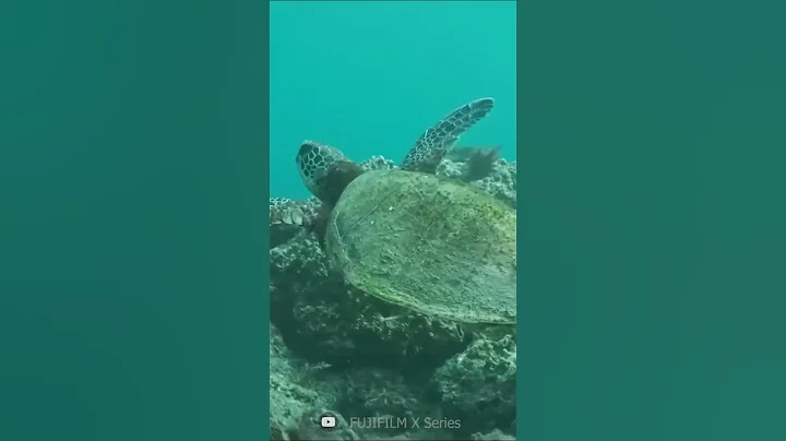 Fujifilm X H2S full review #fujifilm #fujifilmxh2s #wildlifephotography