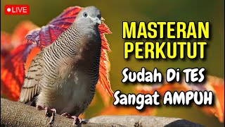 Masteran Perkutut Lokal, Suara Pancingan Perkutut TERUJi AMPUH Segala Jenis Perkutut Jadi GACOR !!