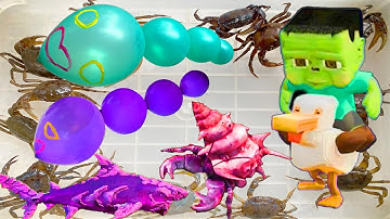 Kem Ốc Chanel ra bờ ao câu con cá, cá nóc, nòng nọc, gặp cá mập đuổi cá sấu, con cua, cua ẩn sĩ.