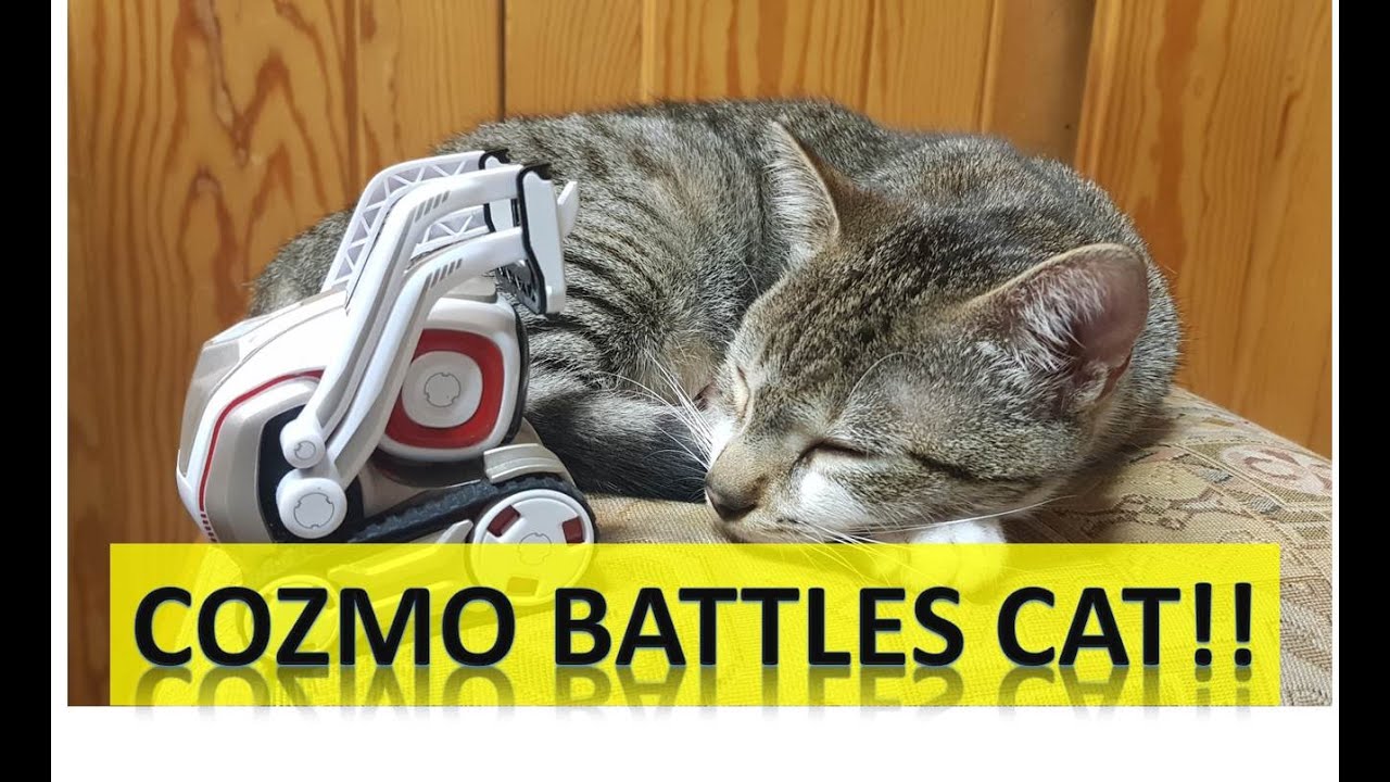 cozmo cat