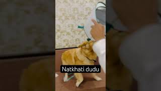 #music #song #hindisong #bollywood #love #doglover #labrodar #newmusicrelease #goldenretriever #love