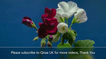 Surah Mulk || By Sheikh Mishary Rashid Al-afasy (HD) | سورة الملك|