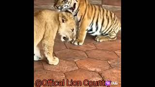 Lion cub vs Tiger cub (tiger cub submits)