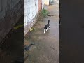 um lindo gatinho na rua adote um para fazer parte de sua família hashtag viral hashtag