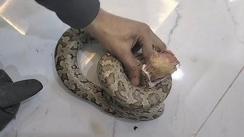 Force feeding hen head Indian rock python feed in 1 week a day hand feeding 🐍