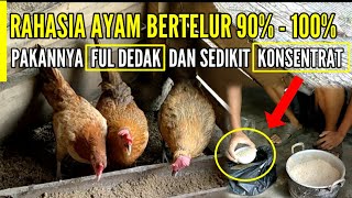 PAKAN FUL DEDAK BERTELUR 90% - 100% PER HARI - EDAAAAN