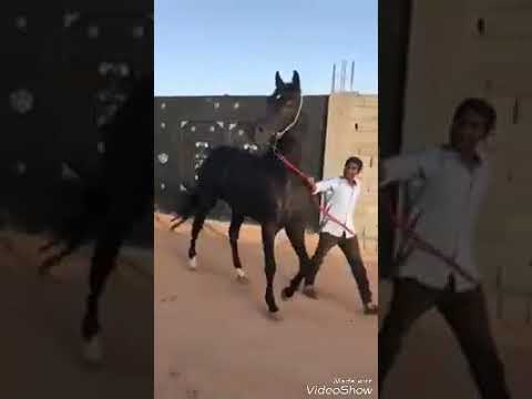 وسعلو