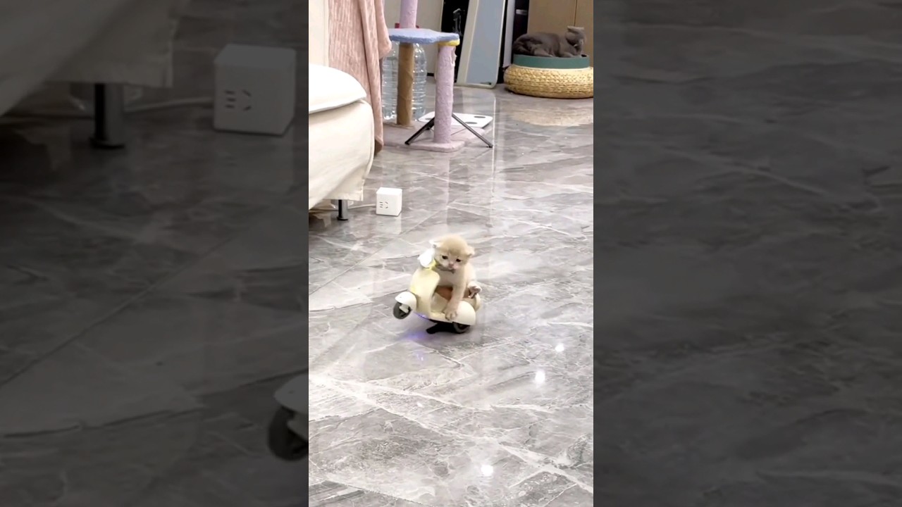 Beginilah Tingkah Lucu Anak Kucing || Kucing Kecil Naik Motor