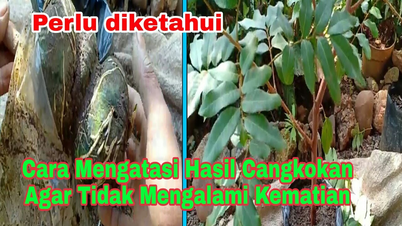 Cara Turun Cangkok dan Penanganan Hasil Cangkokan Yang Baik dan Benar Agar Tidak Mengalami Kematian