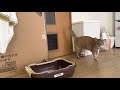 猫用扉が意味わかんなくて文句言ってくる猫