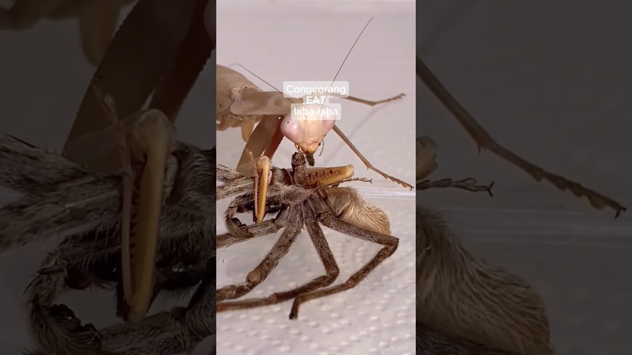 Congcorang Eat To Spider 😱 #animal#berburu#food - YouTube