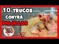 Como EVITAR y ELIMINAR PIOJILLOS y ACAROS en CANARIOS y PAJAROS 🐤 La CRIA DE CANARIOS