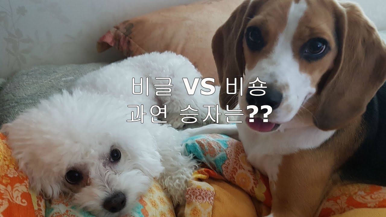 [Beagle 비글] 비글 vs 비숑(beagle vs bichon frise) - YouTube