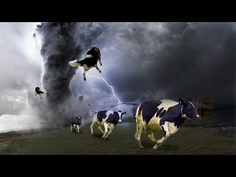 Vídeo: Pet Scoop: Fazendas devastadas pelo tornado de Oklahoma, as raposas entram no campus do Facebook