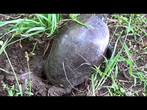 Midland Painted Turtle,